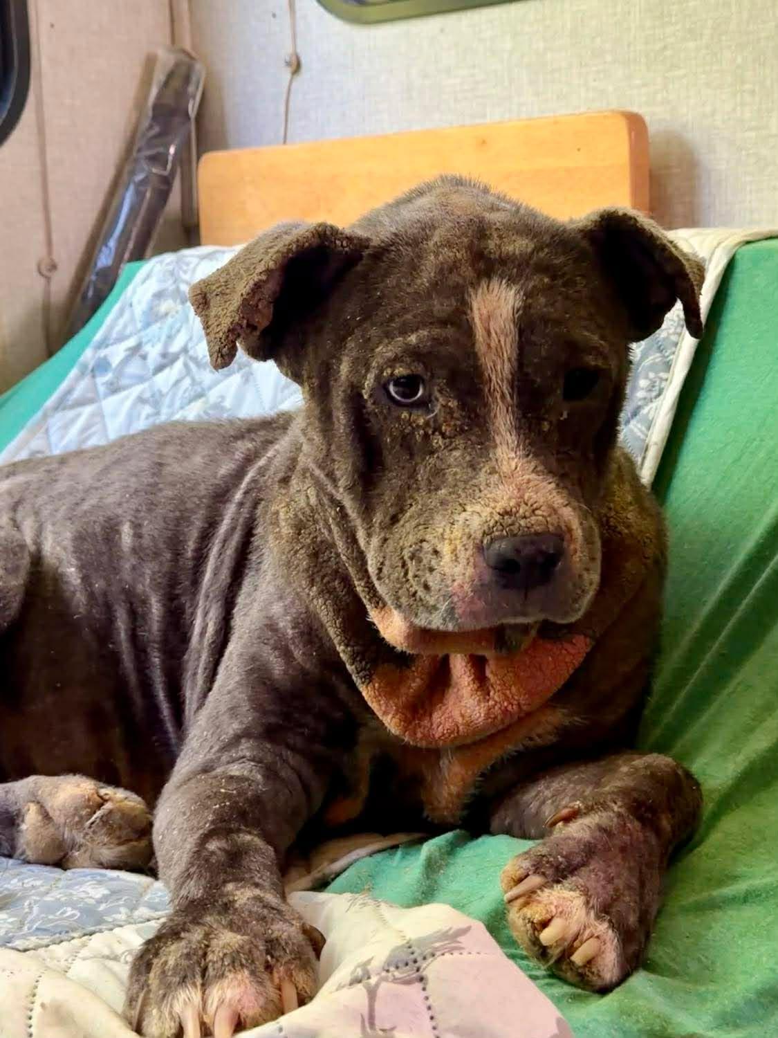Enlarge Sophia (Grace), a Adoptable mixed breed in Arlee, MT image 4/4