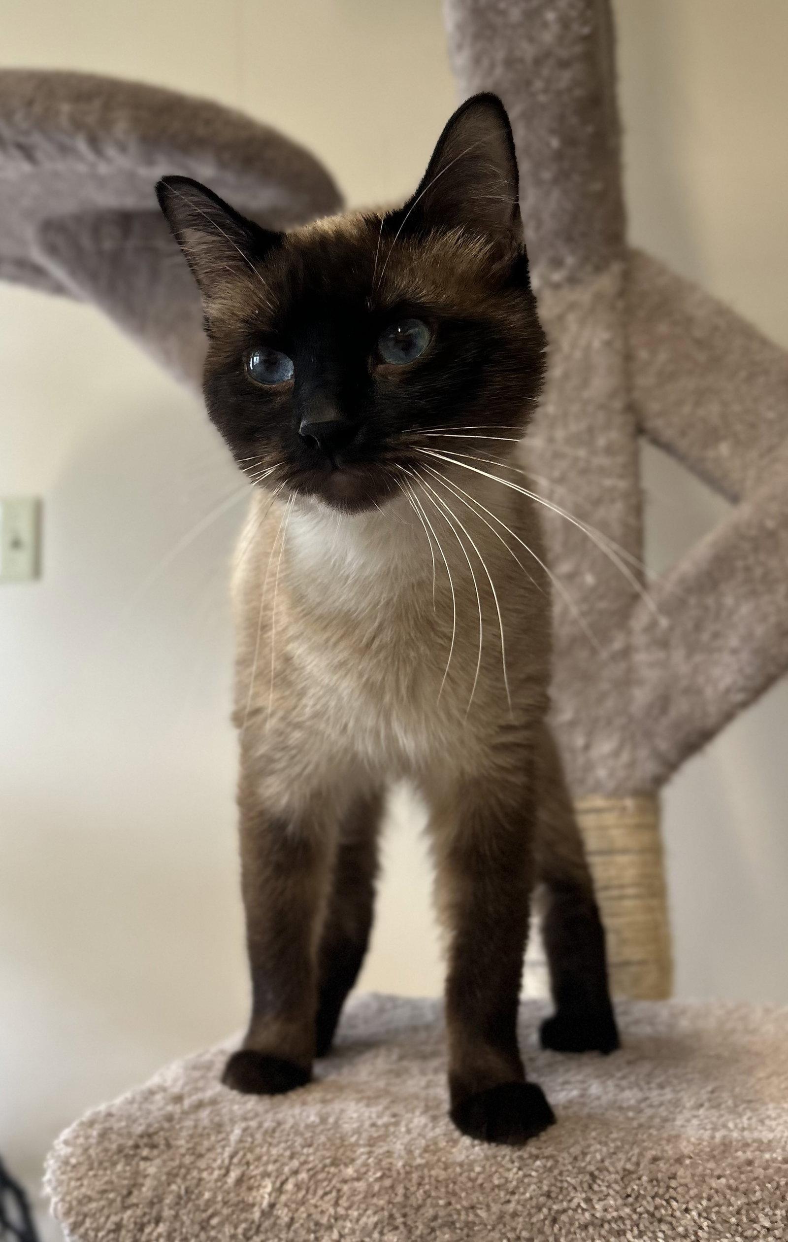 Enlarge Sheldon, a Adoptable Siamese in Arlington, VT image 1/3