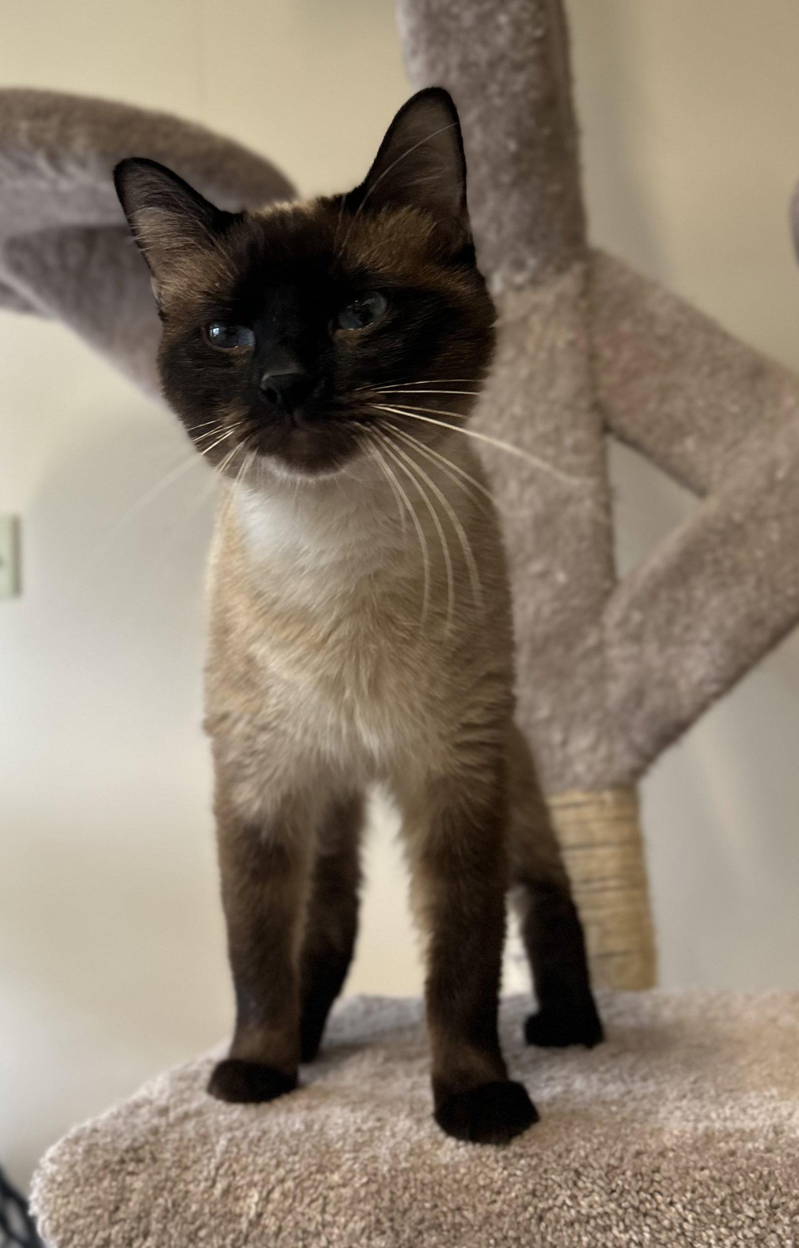 Enlarge Sheldon, a Adoptable Siamese in Arlington, VT image 2/3