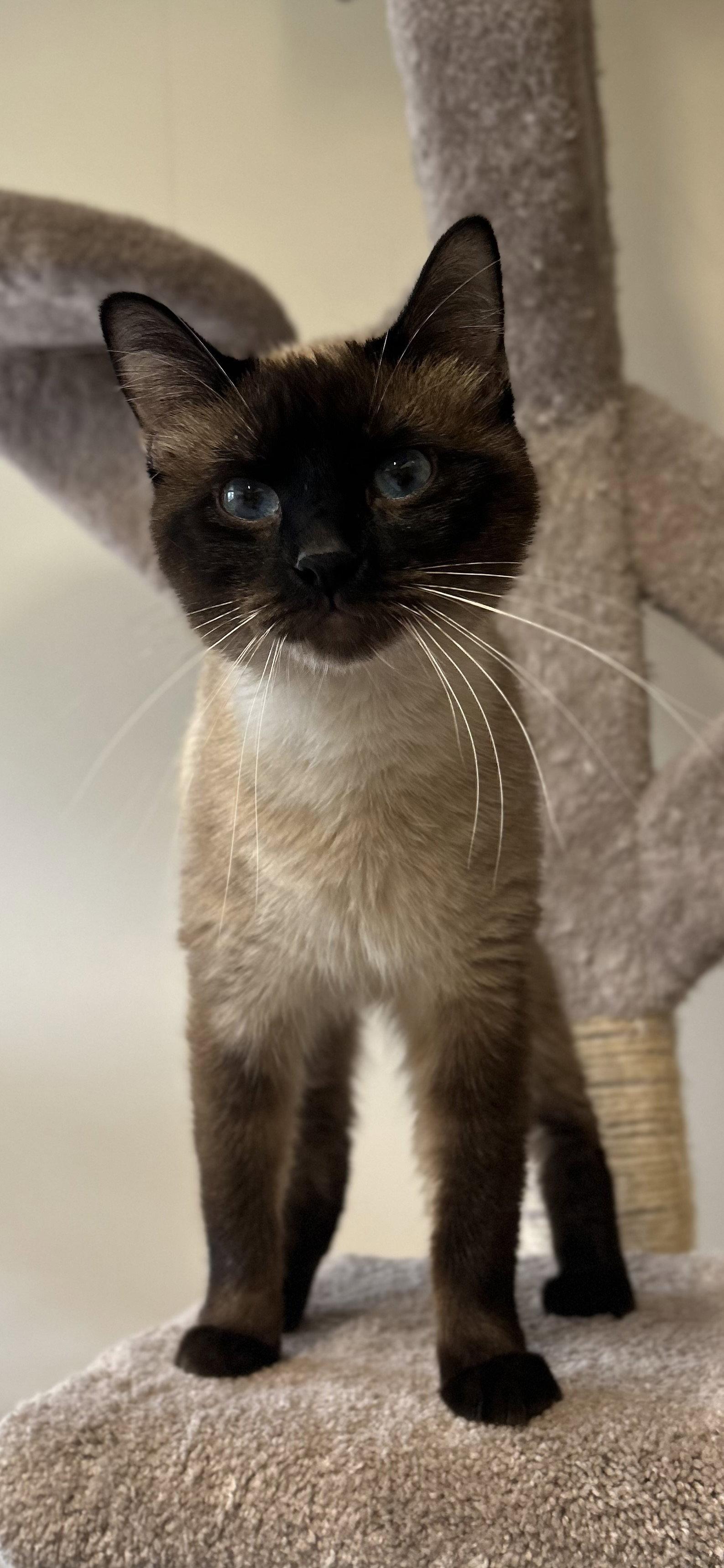 Enlarge Sheldon, a Adoptable Siamese in Arlington, VT image 3/3