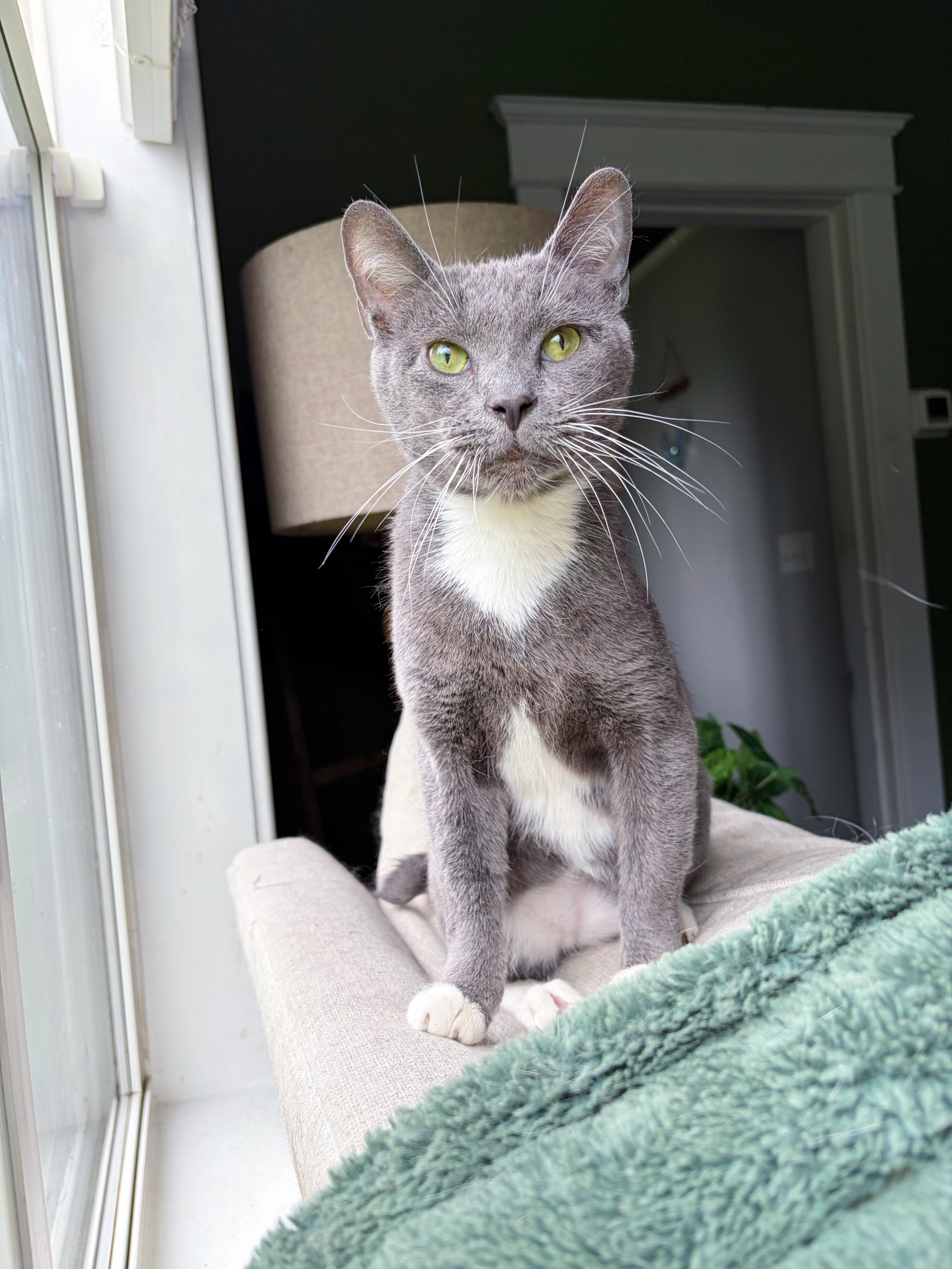 Enlarge Luca , a ADOPTABLE mixed breed in Bethel, OH image 4/5
