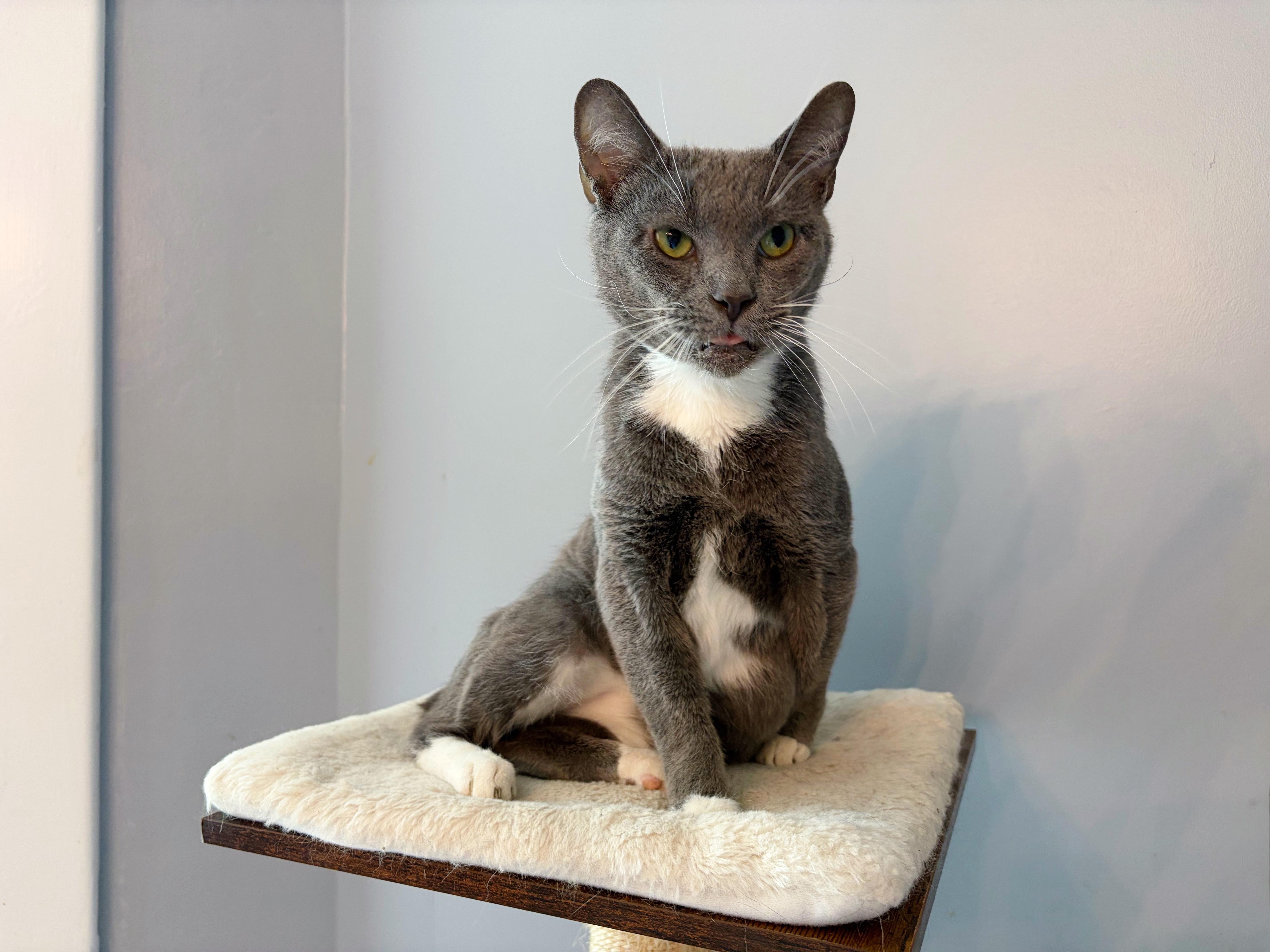 Luca , ADOPTABLE, Adult Male Domestic Short Hair & Manx.