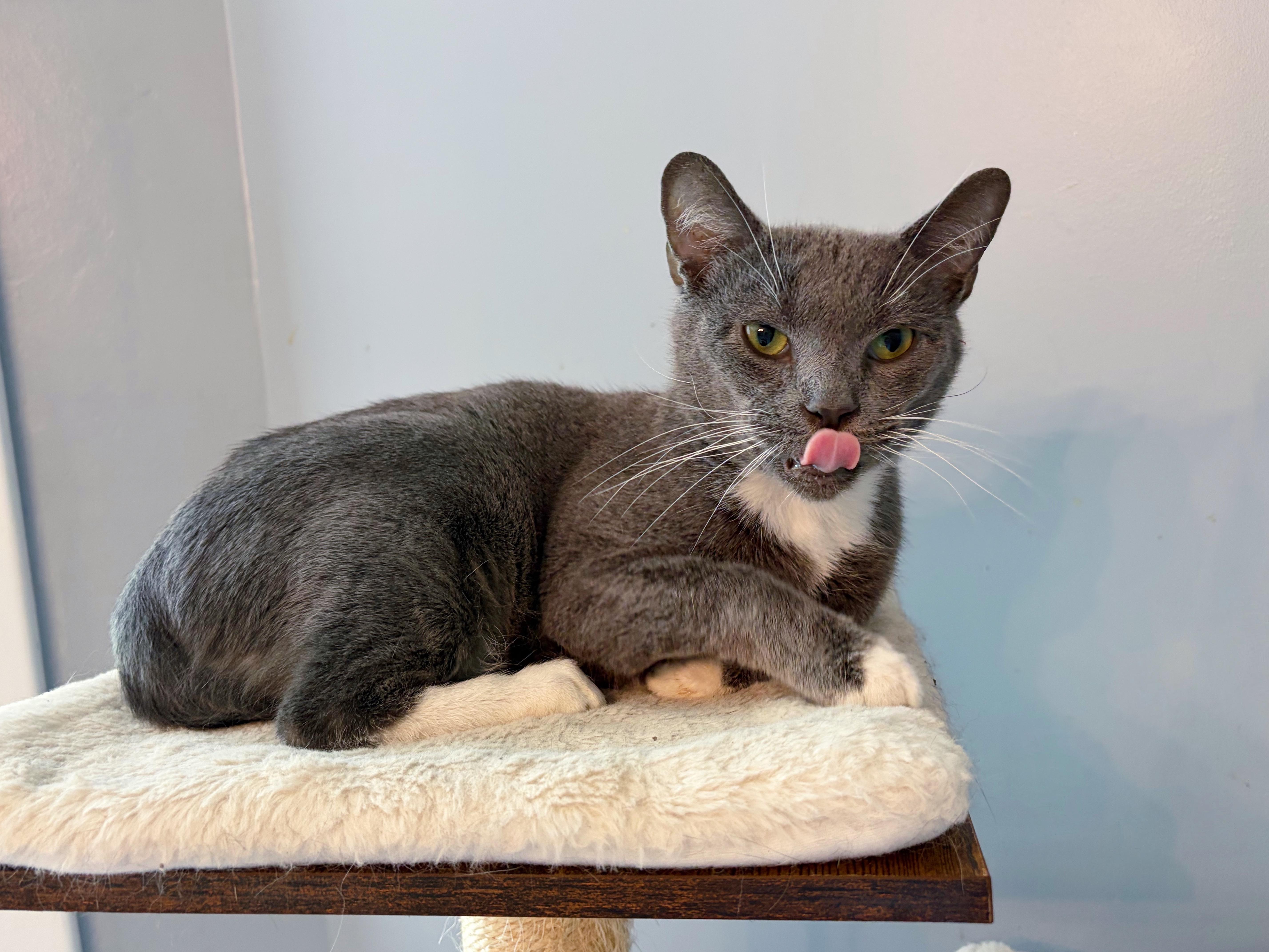 Enlarge Luca , a ADOPTABLE mixed breed in Bethel, OH image 3/5