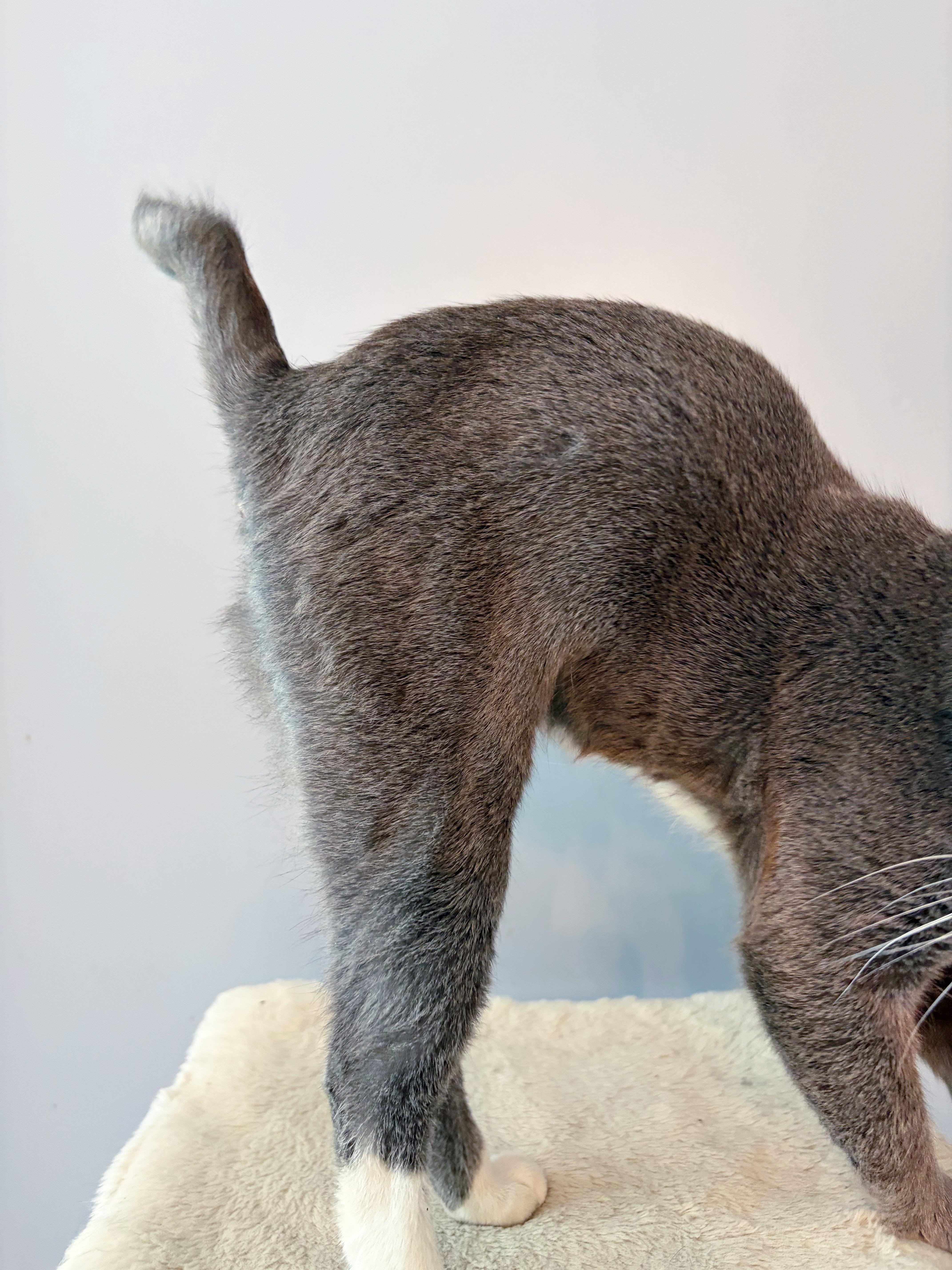 Enlarge Luca , a ADOPTABLE mixed breed in Bethel, OH image 5/5