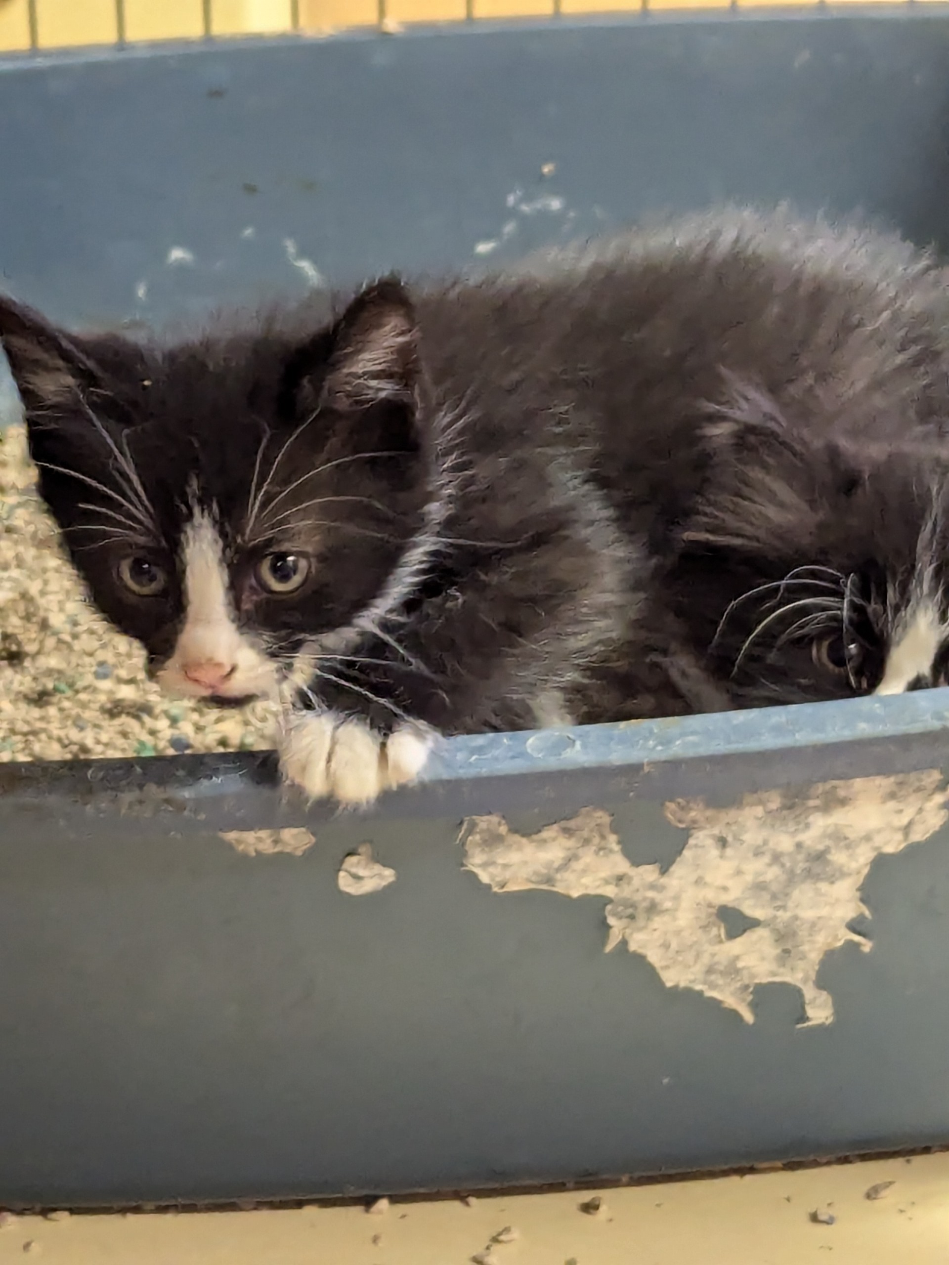 Trailer park kittens, an adoptable Domestic Short Hair, Tuxedo in COEUR D ALENE, ID, 83814 | Photo Image 2