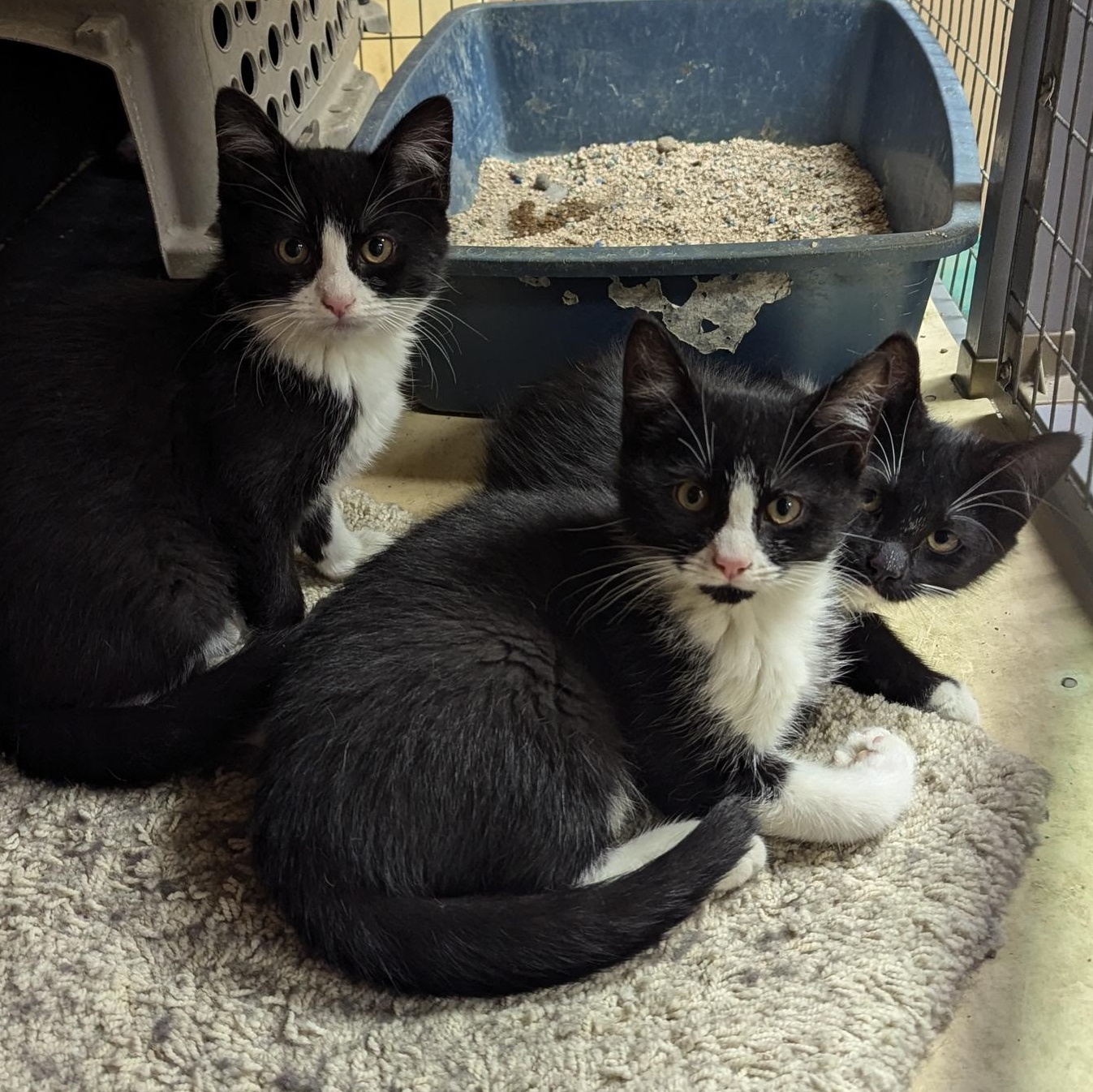 Trailer park kittens, an adoptable Domestic Short Hair, Tuxedo in COEUR D ALENE, ID, 83814 | Photo Image 1