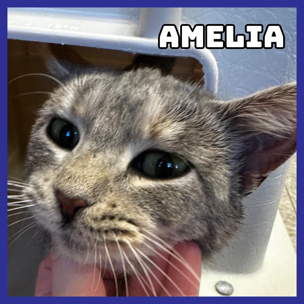 Amelia, Adoptable, Young Female Domestic Short Hair.