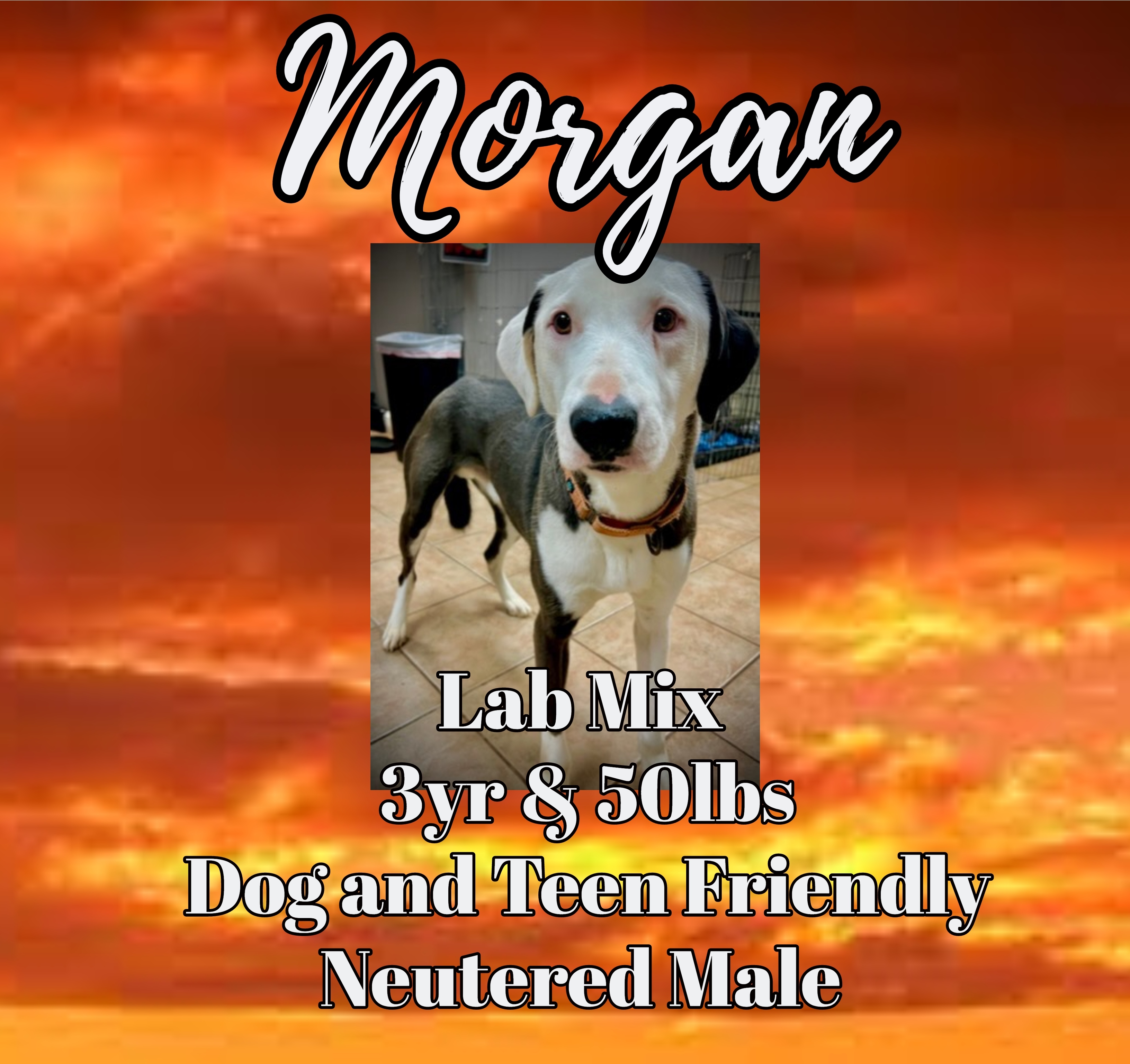 Morgan, Adult Male Labrador Retriever