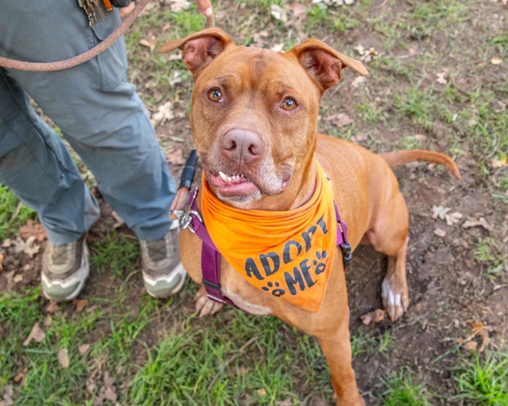 Enlarge Boomer, a Adoptable mixed breed in Chico, CA image 2/6