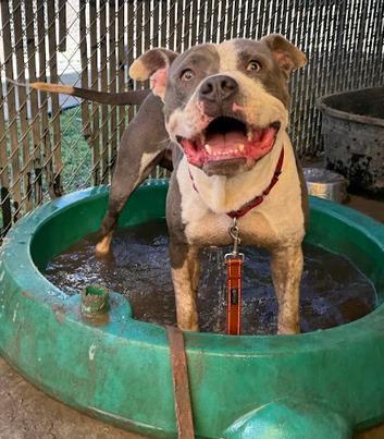 Chief, Adoptable, Adult Male Pit Bull Terrier & Mixed Breed.