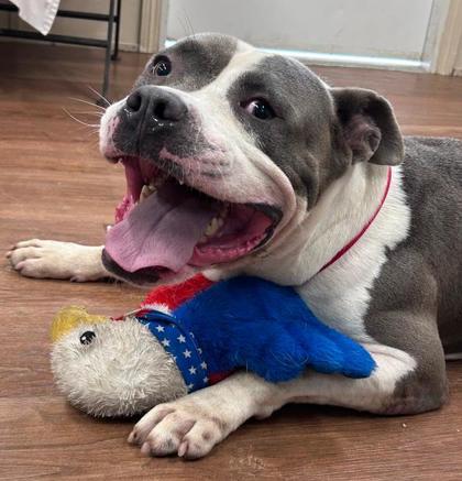 Enlarge Chief, a Adoptable mixed breed in Savannah, GA image 2/3