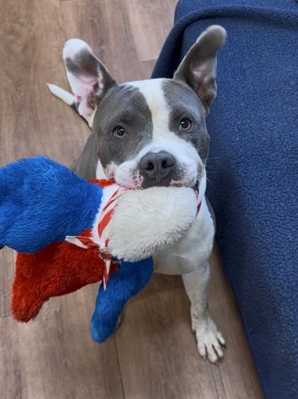 Enlarge Chief, a Adoptable mixed breed in Savannah, GA image 3/3
