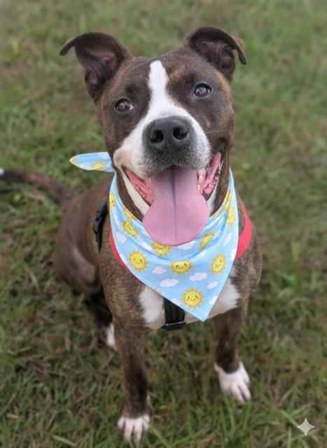 SILCO, Adoptable, Adult Female Mixed Breed.