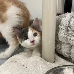 Tutti Frutti, an adoptable Domestic Medium Hair in Ridgway, CO, 81432 | Photo Image 1