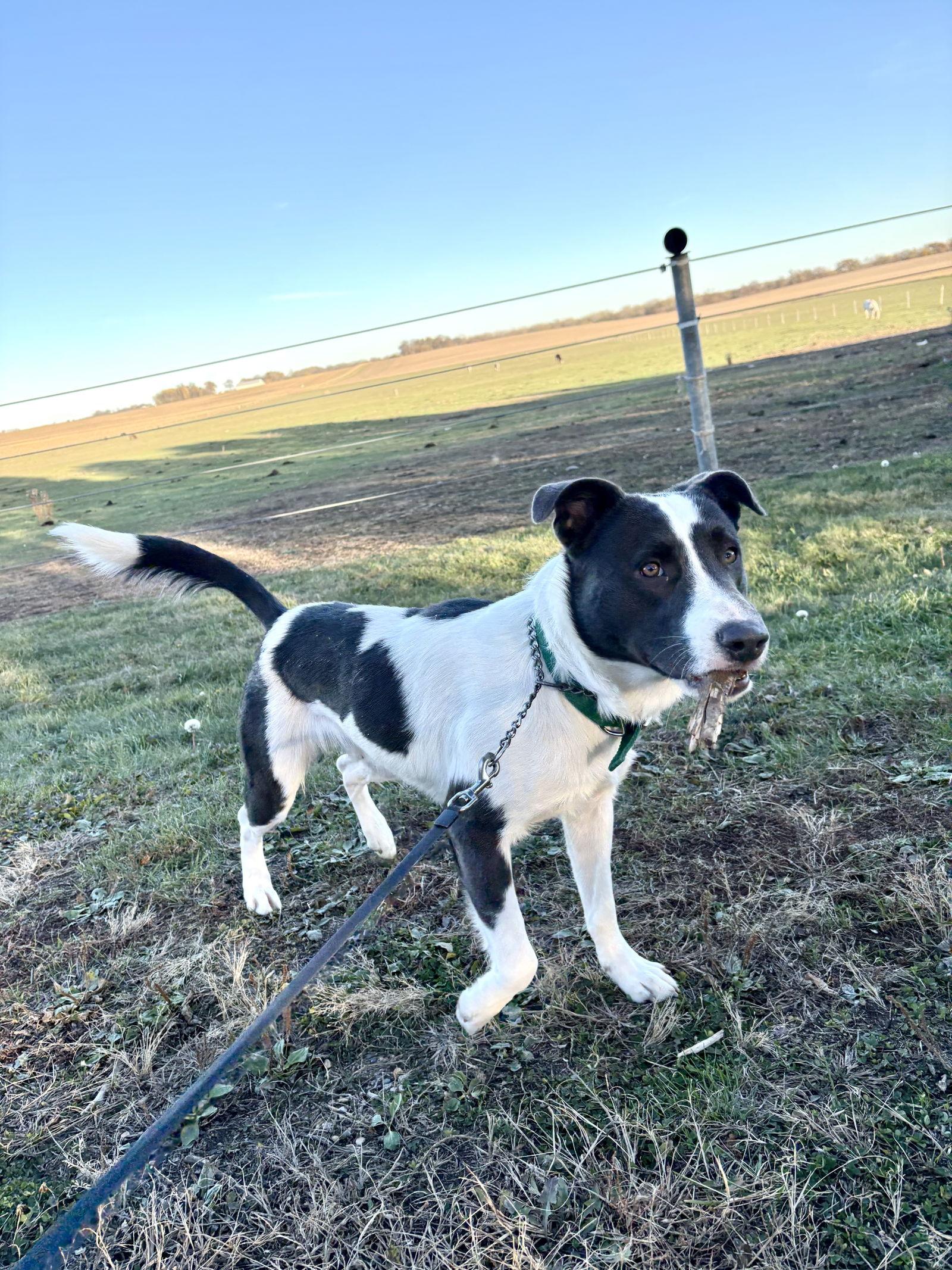 Bandit Blue, a Adoptable Pit Bull Terrier in Estherville, IA image 1/3