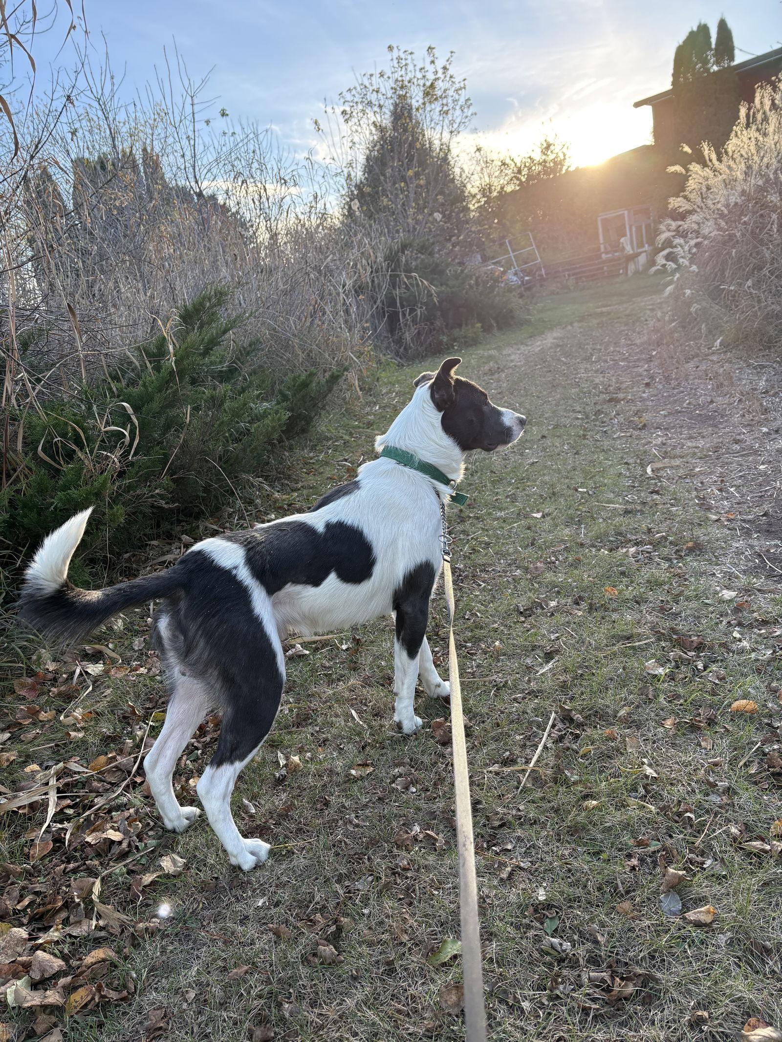 Bandit Blue, a Adoptable Pit Bull Terrier in Estherville, IA image 2/3