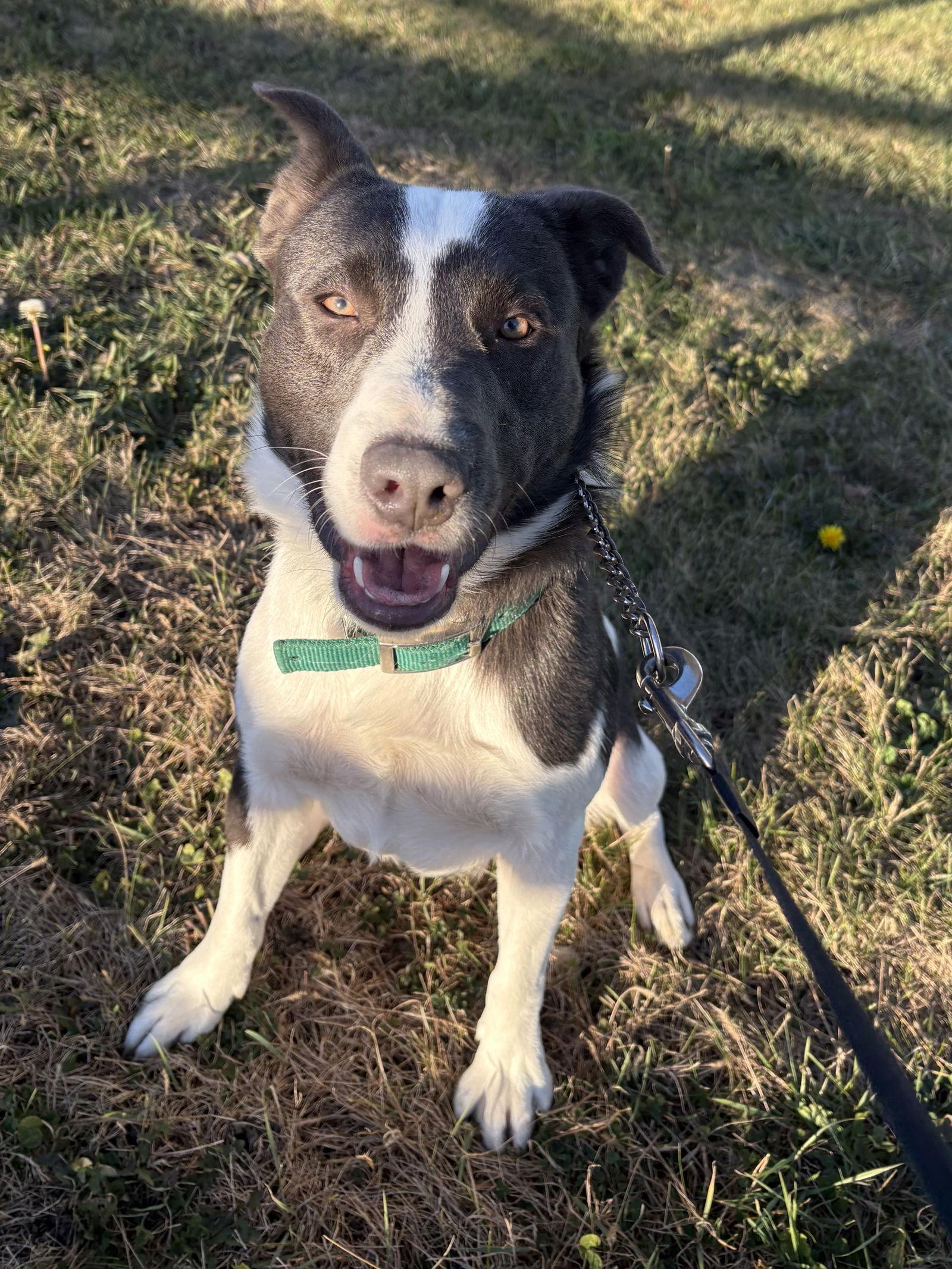 Bandit Blue, a Adoptable Pit Bull Terrier in Estherville, IA image 3/3