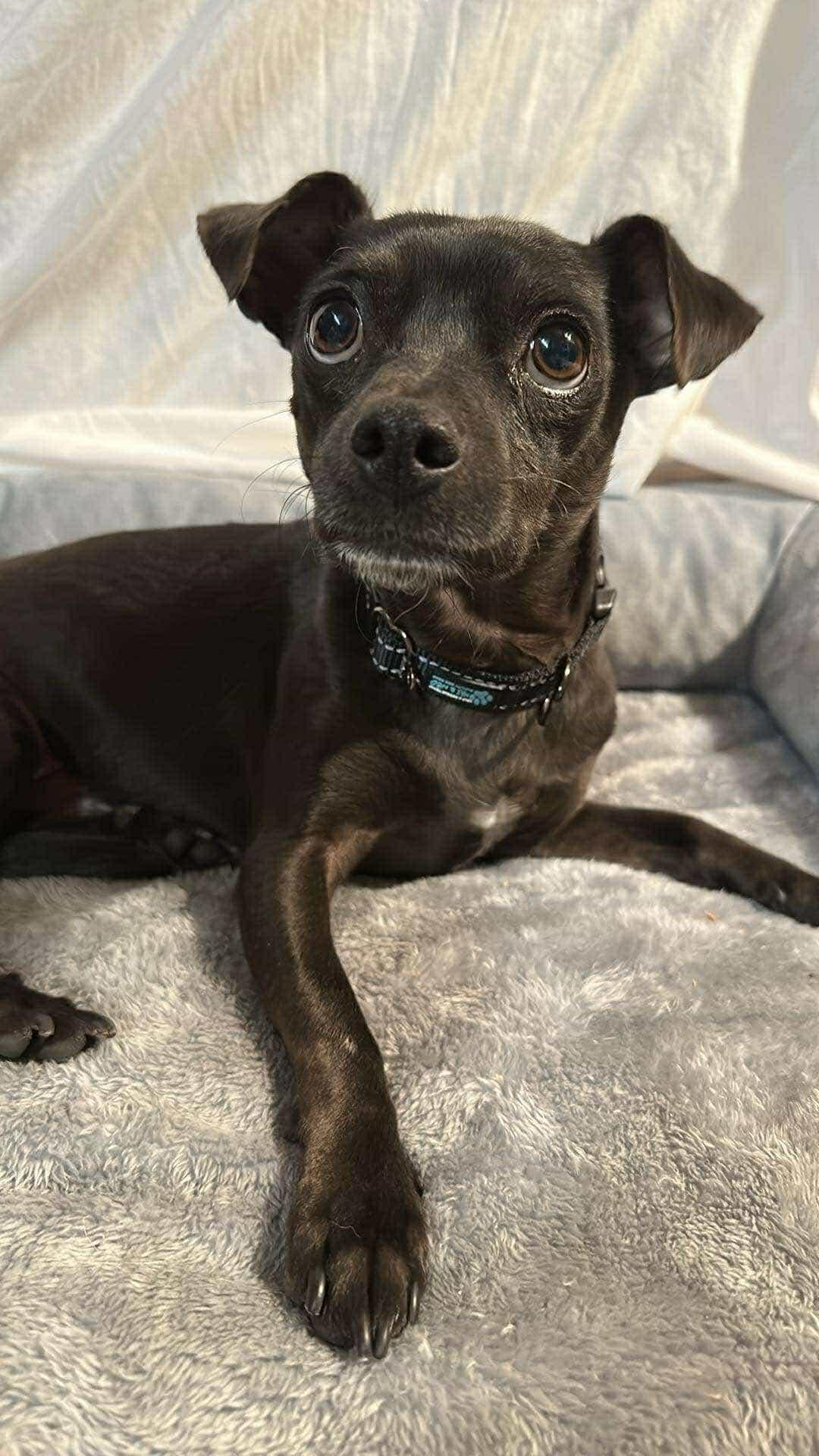 Zigby, Adoptable, Young Male Chihuahua.