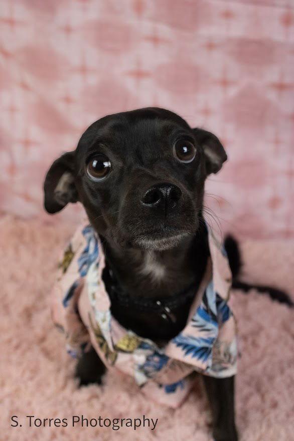 Enlarge Zigby, a Adoptable Chihuahua in Visalia, CA image 2/3