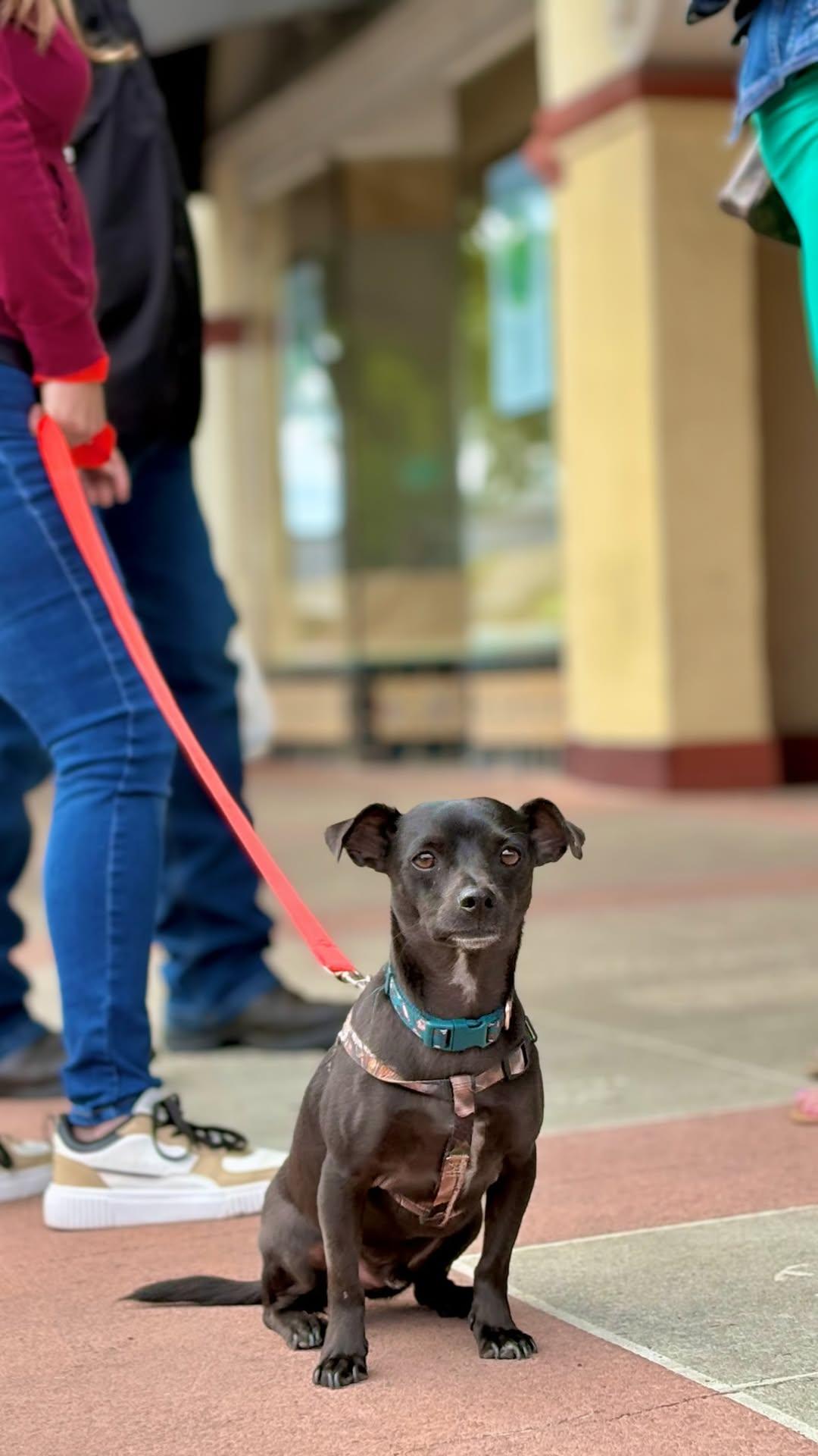 Enlarge Zigby, a Adoptable Chihuahua in Visalia, CA image 3/3