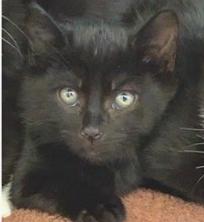 Enlarge Barrel, a Adoptable Domestic Short Hair in Flushing, NY image 1/2