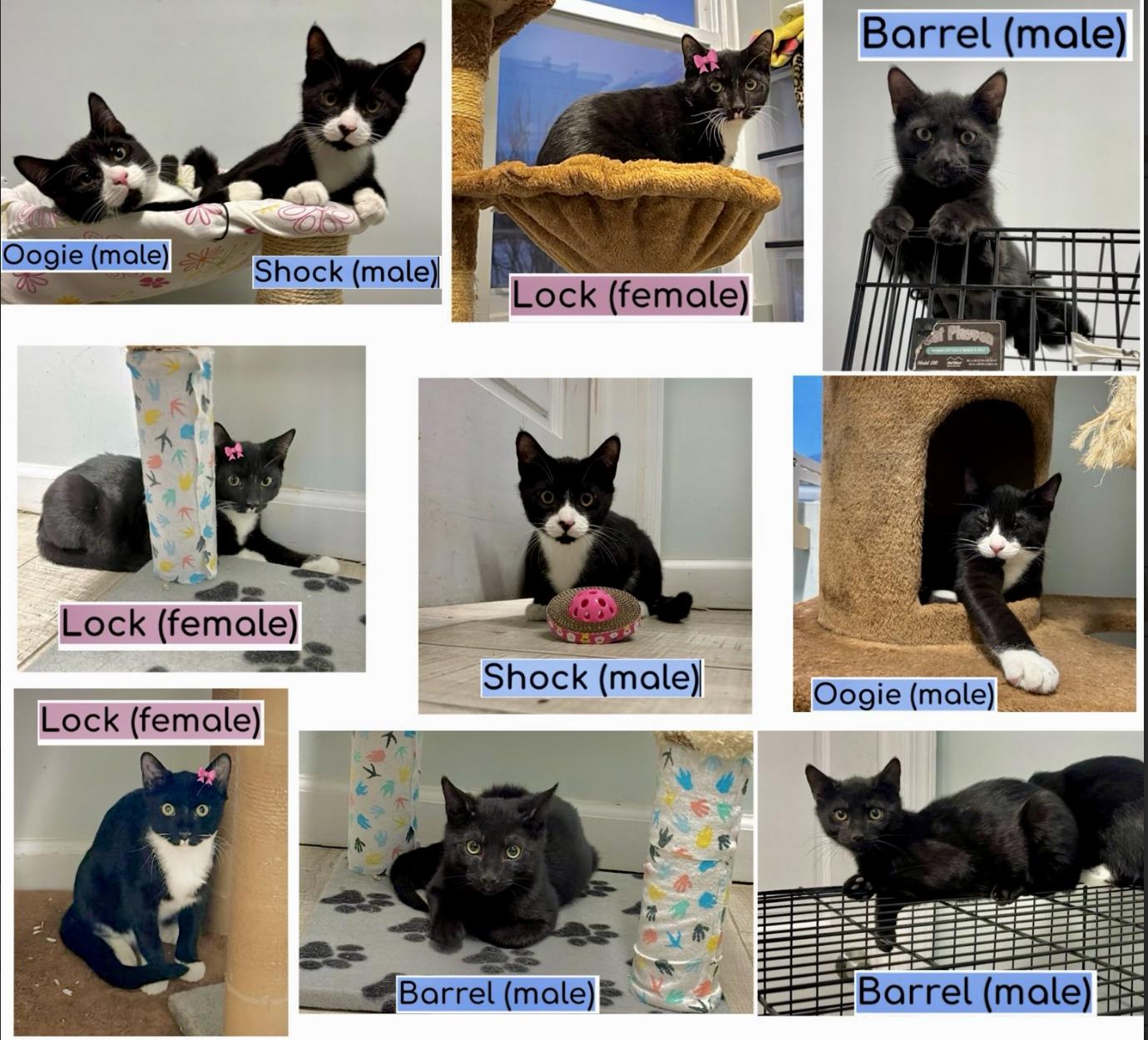 Enlarge Barrel, a Adoptable Domestic Short Hair in Flushing, NY image 2/2