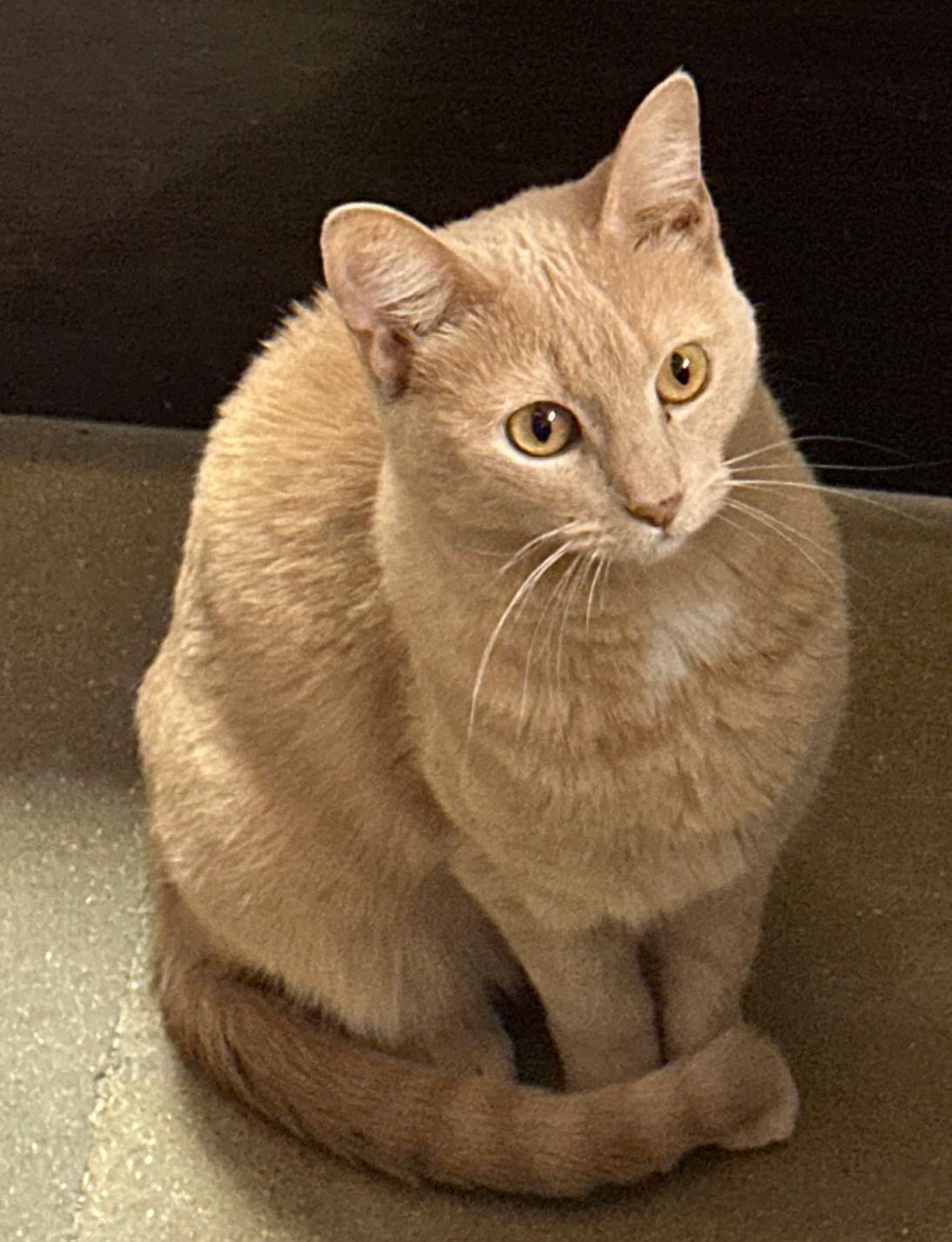 JoJo, Adoptable, Adult Female Domestic Short Hair.