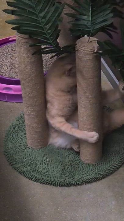 Enlarge JoJo, a Adoptable Domestic Short Hair in Belleville, IL video 3/4