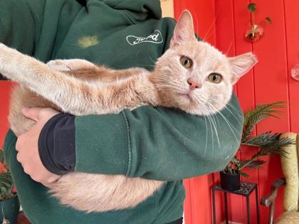 Enlarge Jim, a Adoptable mixed breed in Berwick, PA image 1/1