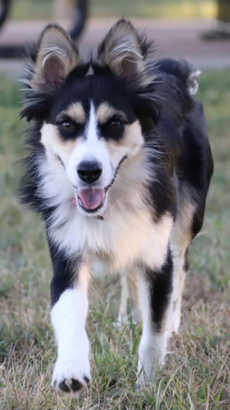 Marley, adoptable, Young Female Australian Shepherd.