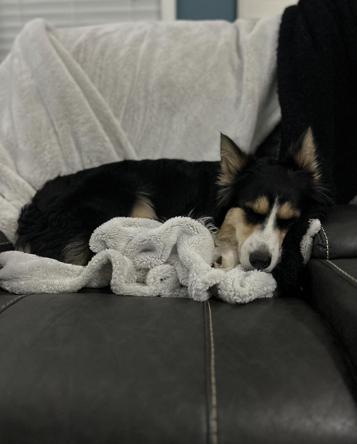 Marley, an adoptable Australian Shepherd in Grand Island, NE, 68801 | Photo Image 4
