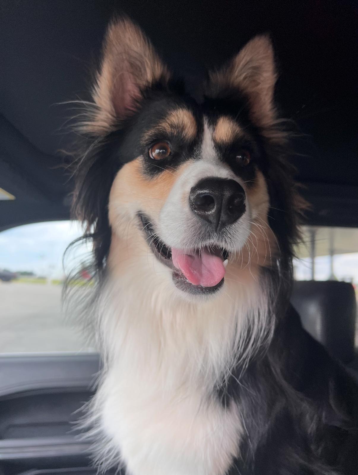Marley, an adoptable Australian Shepherd in Grand Island, NE, 68801 | Photo Image 3