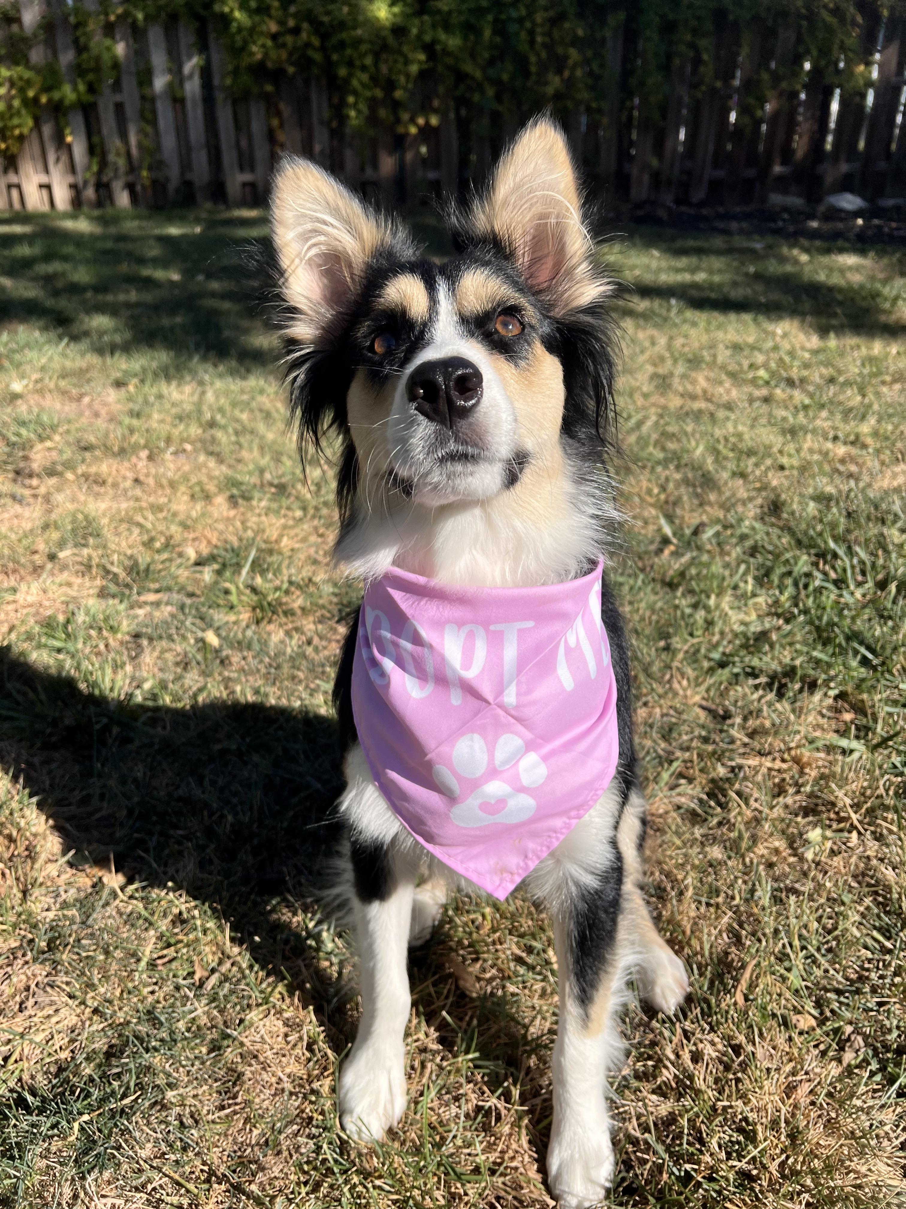 Marley, an adoptable Australian Shepherd in Grand Island, NE, 68801 | Photo Image 2
