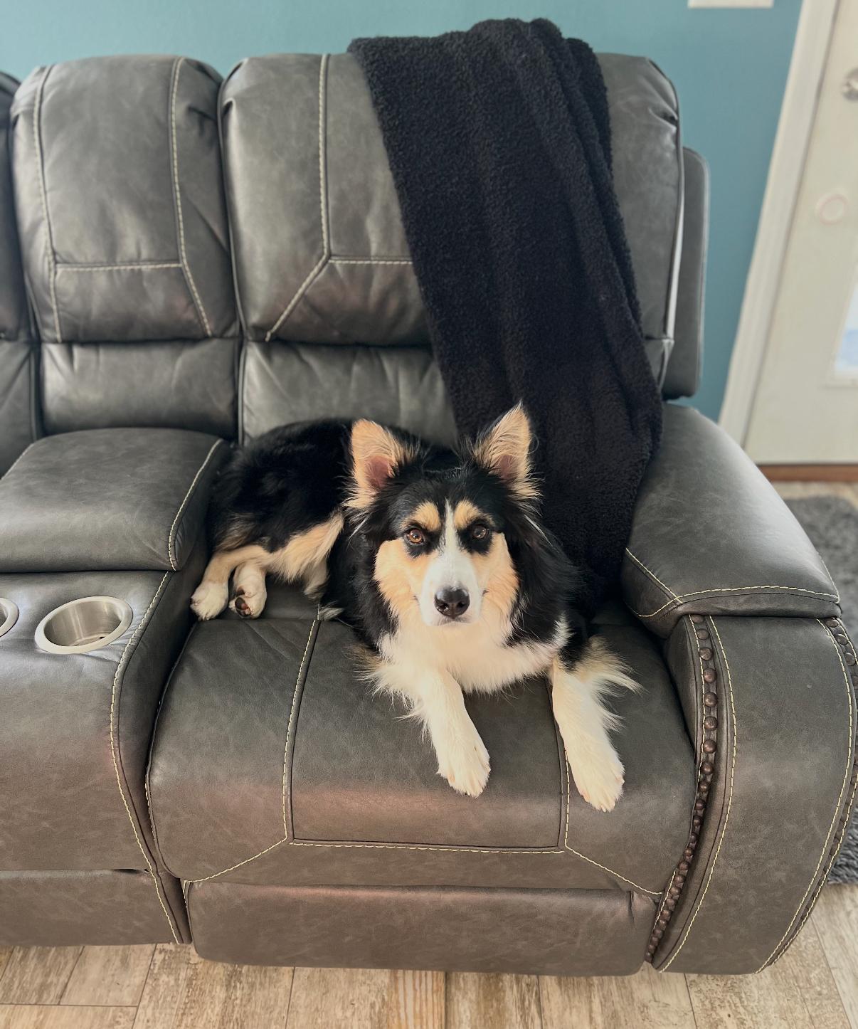 Marley, an adoptable Australian Shepherd in Grand Island, NE, 68801 | Photo Image 5