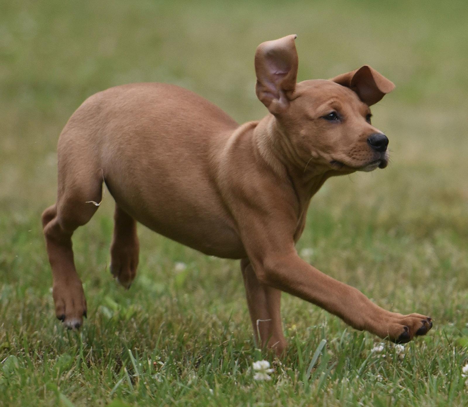 Noor, Adoptable, Puppy Female Labrador Retriever & Hound.