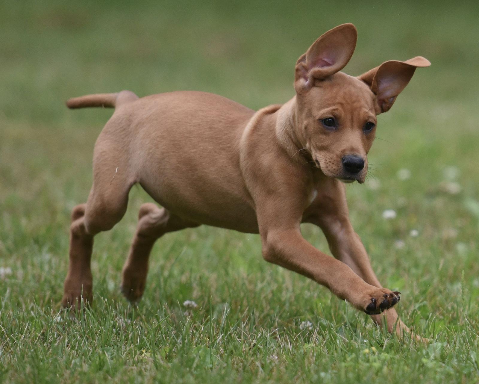Enlarge Noor, a Adoptable mixed breed in Mechanicsburg, PA image 2/3
