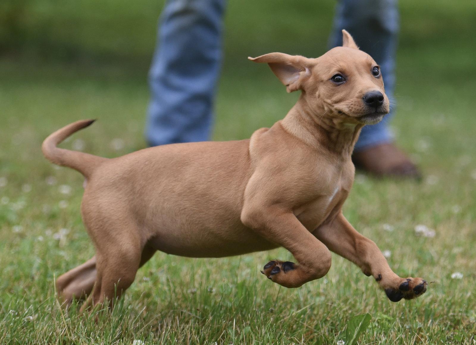 Enlarge Noor, a Adoptable mixed breed in Mechanicsburg, PA image 3/3