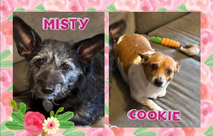 Misty & Cookie, Adopted, Adult Female Mixed Breed.