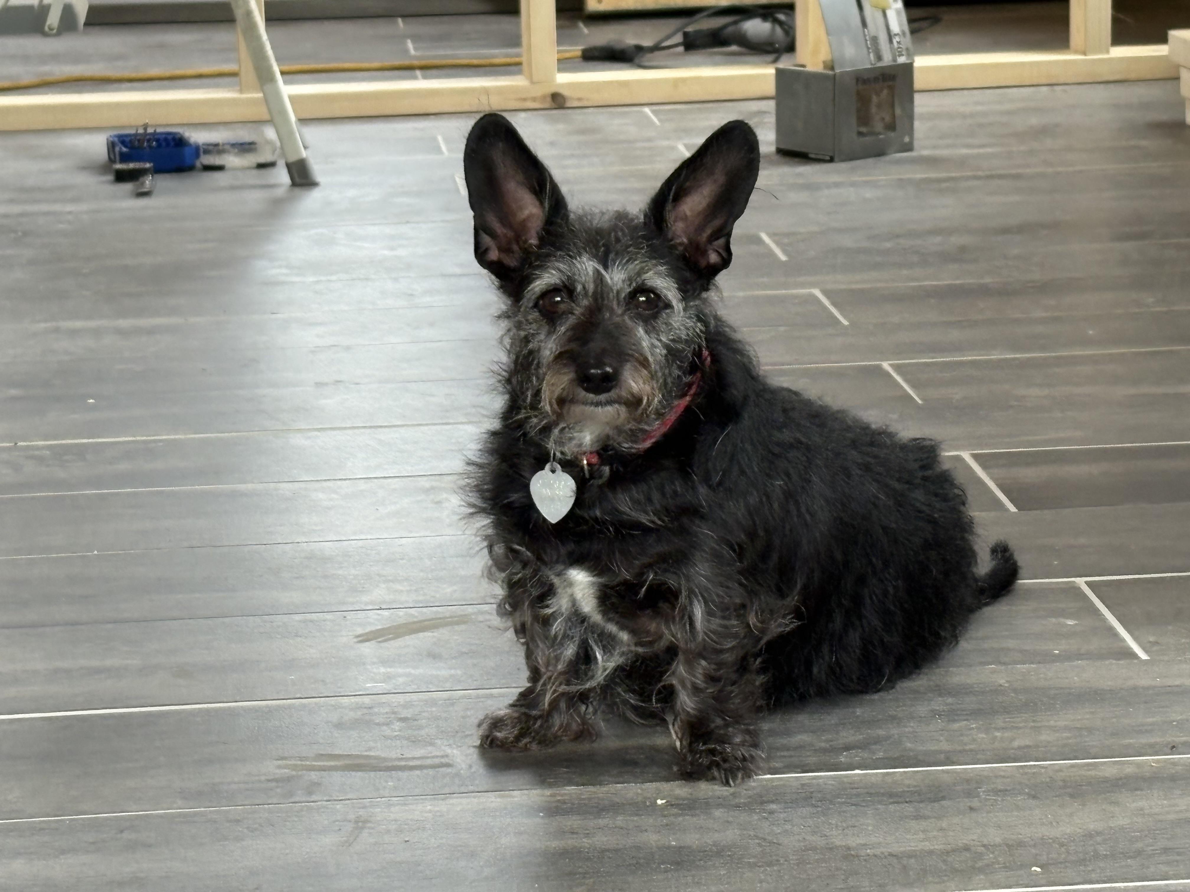 Enlarge Misty & Cookie, a Adopted Mixed Breed in Harriman, TN image 4/5