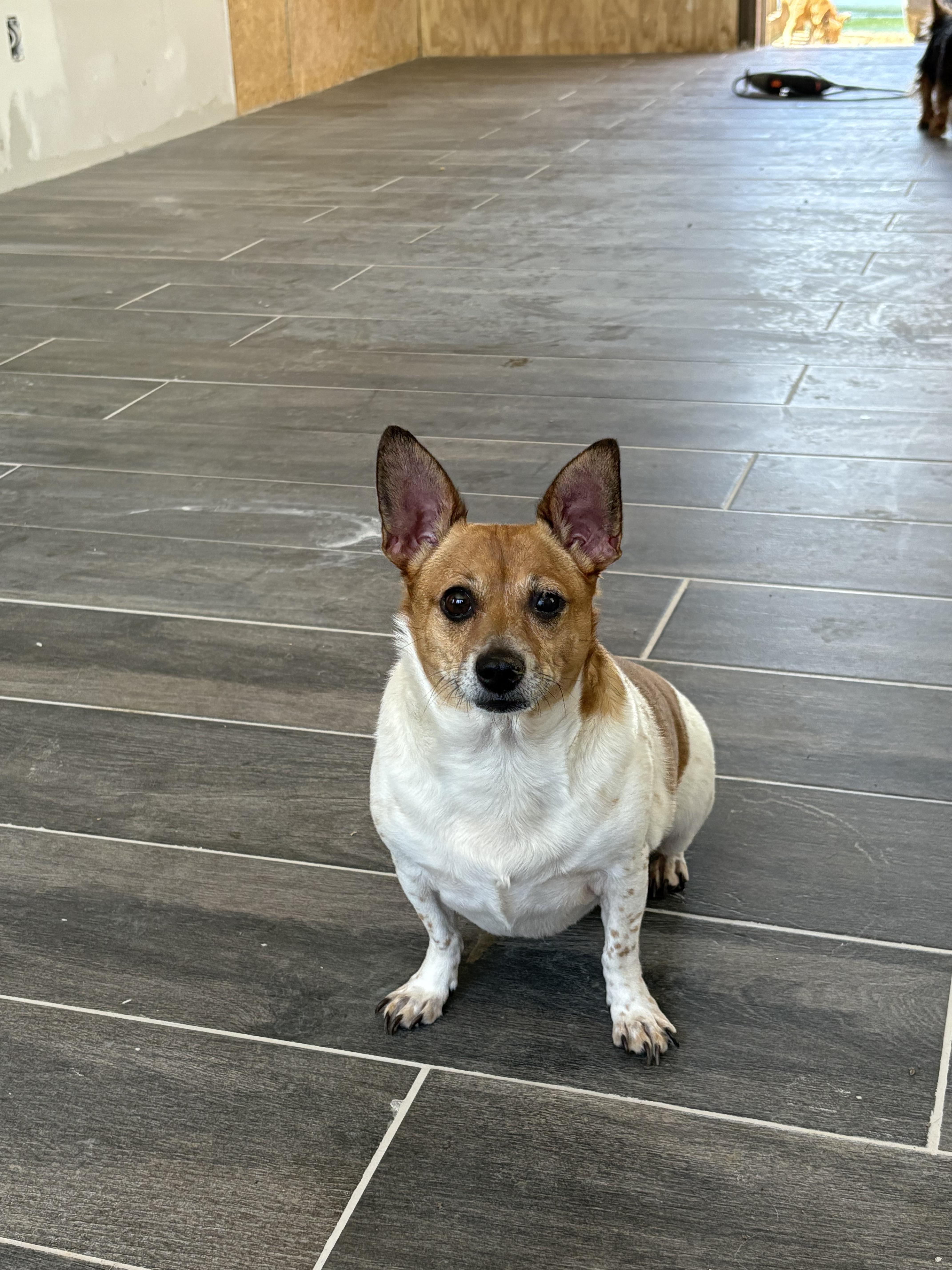 Enlarge Misty & Cookie, a Adopted Mixed Breed in Harriman, TN image 5/5