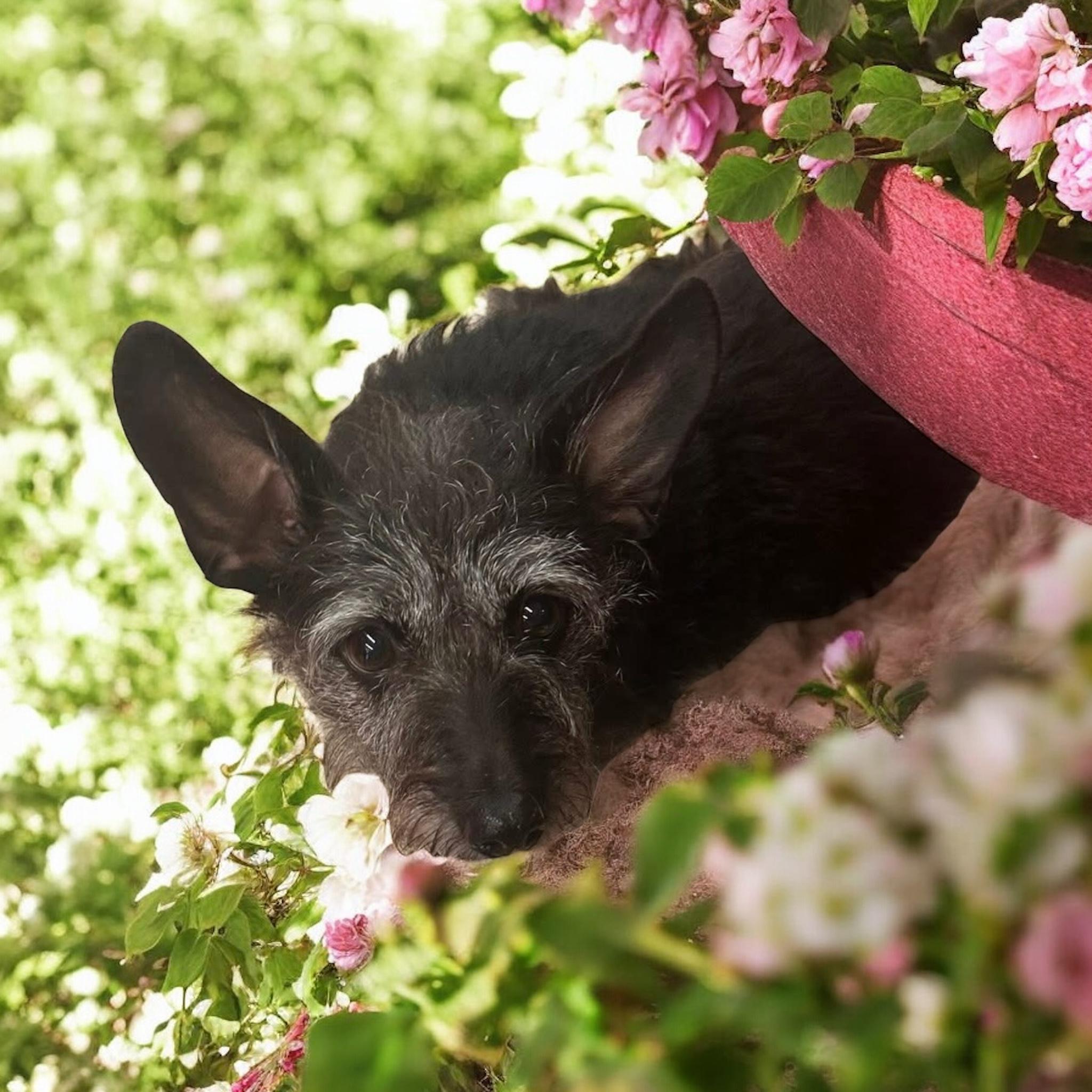 Enlarge Misty & Cookie, a Adopted Mixed Breed in Harriman, TN image 2/5