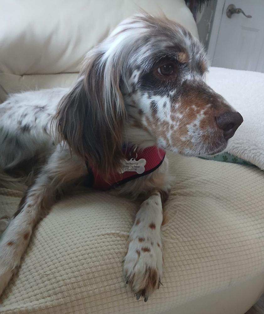 Enlarge Available for Adoption - Chloe (OH, USA), a Adoptable English Setter in Stow, OH image 2/6