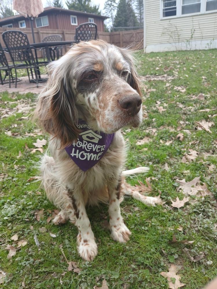 Available for Adoption - Chloe (OH, USA), Adoptable, Young Female English Setter.