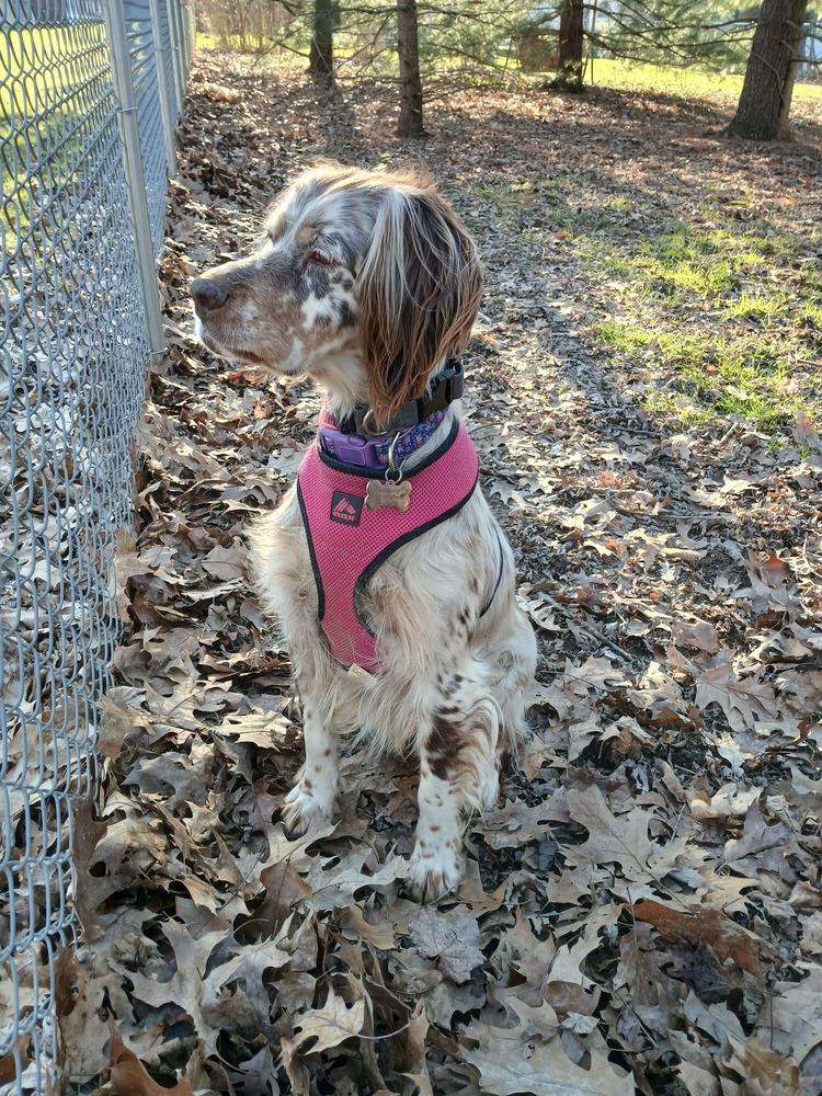 Enlarge Available for Adoption - Chloe (OH, USA), a Adoptable English Setter in Stow, OH image 3/6