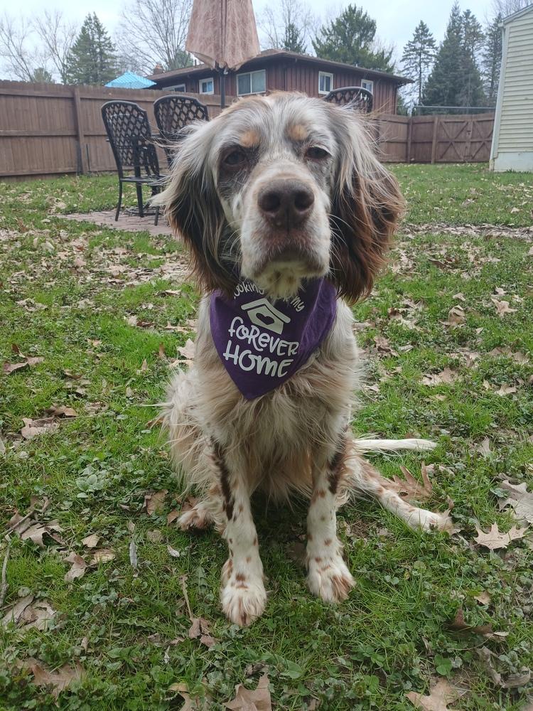 Enlarge Available for Adoption - Chloe (OH, USA), a Adoptable English Setter in Stow, OH image 4/6