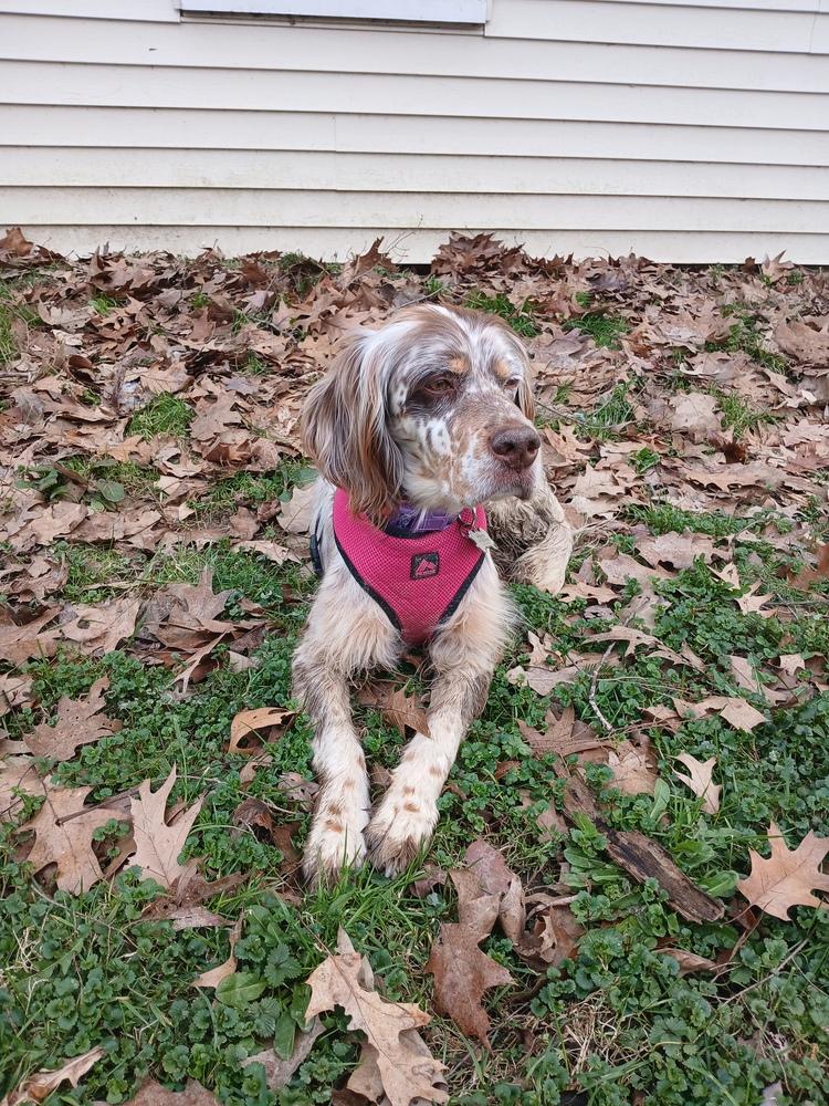 Enlarge Available for Adoption - Chloe (OH, USA), a Adoptable English Setter in Stow, OH image 5/6