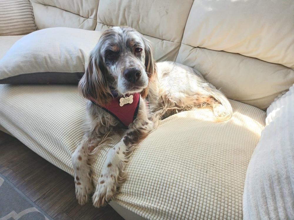 Enlarge Available for Adoption - Chloe (OH, USA), a Adoptable English Setter in Stow, OH image 6/6