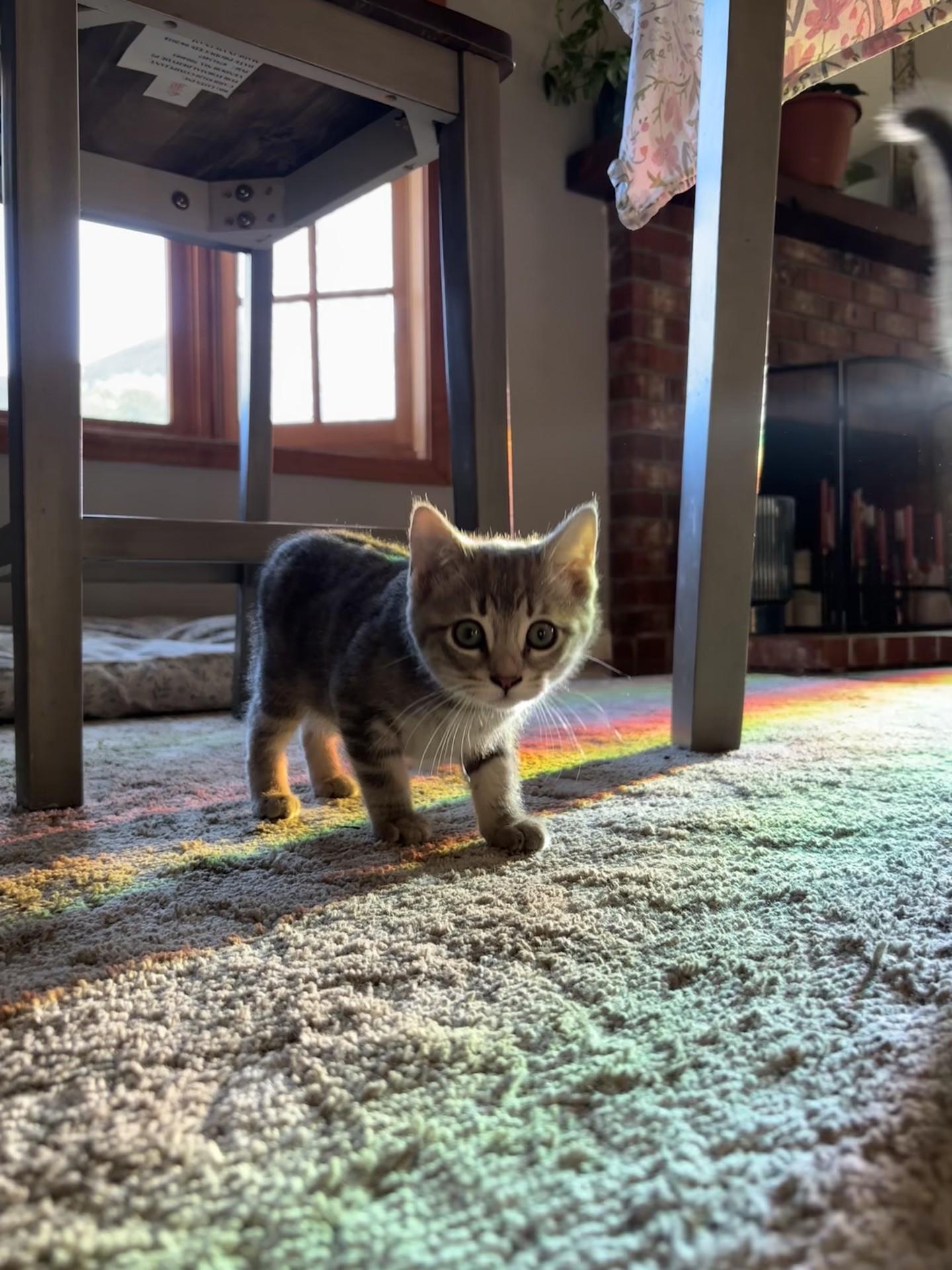 Laura-Nicole, a ADOPTABLE Domestic Medium Hair in Reno, NV image 6/6