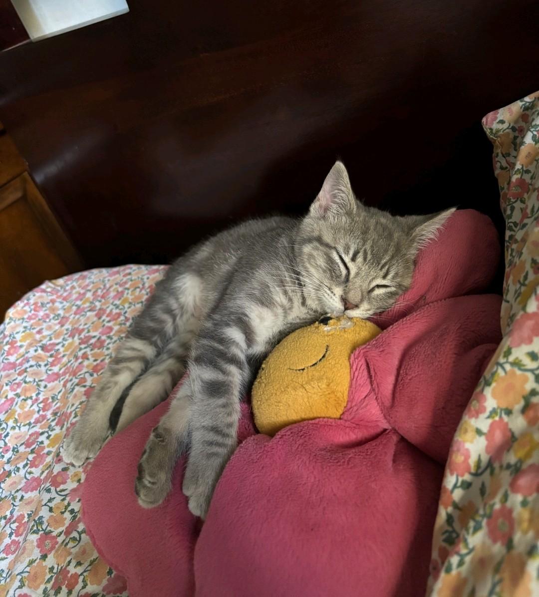 Laura-Nicole, a ADOPTABLE Domestic Medium Hair in Reno, NV image 5/6