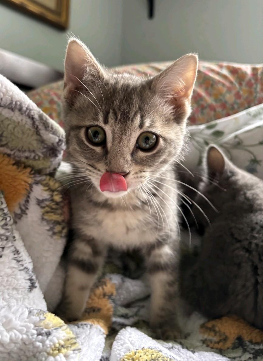 Laura-Nicole, a ADOPTABLE Domestic Medium Hair in Reno, NV image 1/6